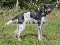 3137 �inka