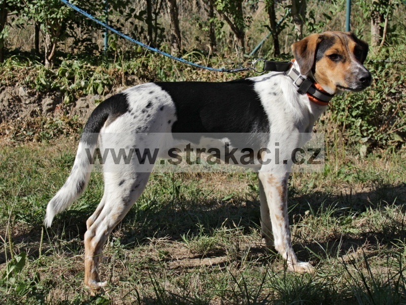3153 Al�k