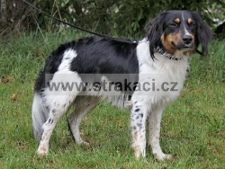 3211 Gelu Garrulus