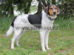 3252 Bandi
