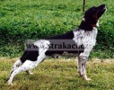 385 Boby