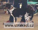 414 Halina