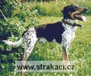 437 Cedrik