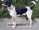 438 C�nek
