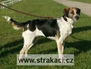 539 Cibulka