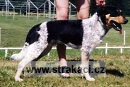 543 Chlap�k