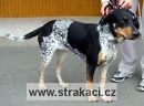 591 Am�lka