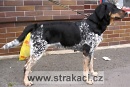 598 G�binka