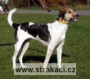 620 Afra