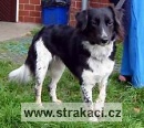 634 Cajda