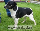 637 Cibulka