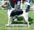 677 Haidi