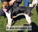 731 Arletka