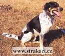 733 Bert�k