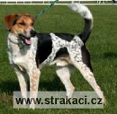 735 Neptun