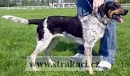 747 J�linka
