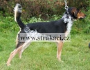 790 Dr�pek