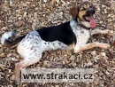 792 Dafn�