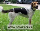 795 Dorka