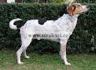 854 Bolek