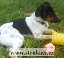 862 Dominik