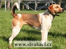 871 Cora