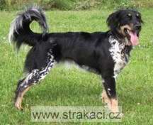 881 Anu�ka