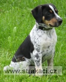 891 Belinka