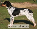 911 Anka