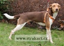 940 Olina