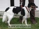 968 Pampeli�ka